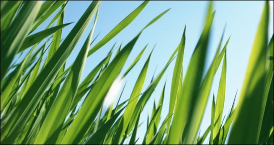 Houston Fertilizing Programs