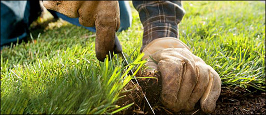 Sod Installation from Turf Plus in Houston Texas